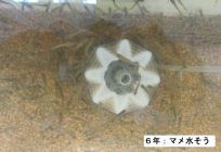125日1100℃ 6年